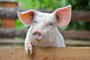 The pig avoids irradiated areas.