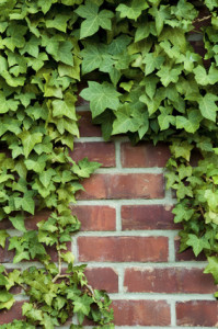 Ivy is one of the organisms that seek out stress points. If it grows luxuriantly, it is a sure indication of radiation exposure.