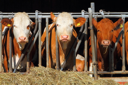 Boxenhaltung: Die Kälber können der Strahlung von Handymasten nicht ausweichen
