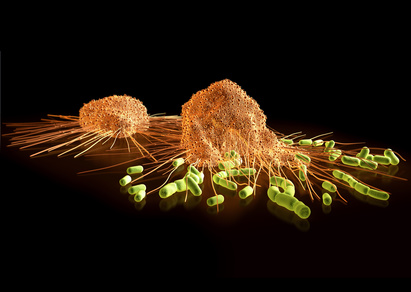 Autoimmune diseases and mobile phones